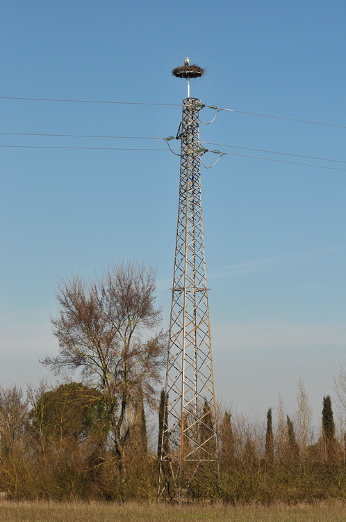 Le cicogne di Fucecchio